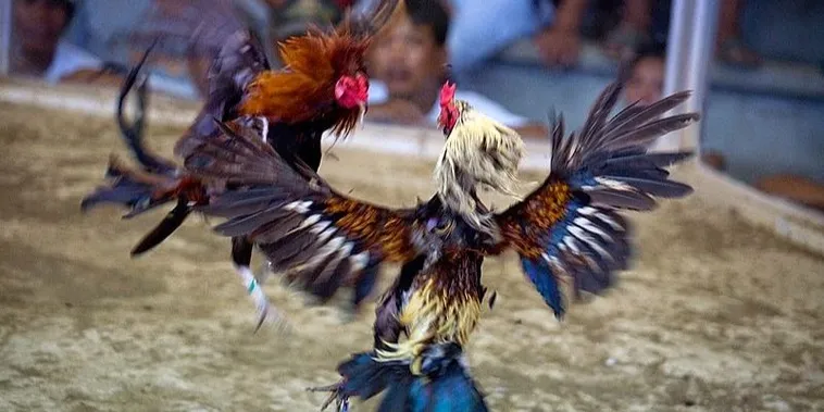 Hướng Dẫn Chơi Đá Gà Sabong ThienHaBet Thắng Lớn Dành Cho Newbie